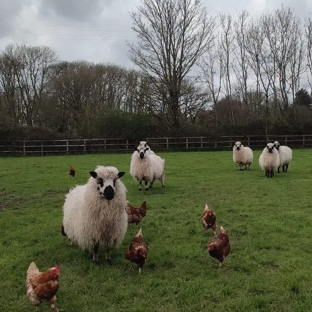Oaktrack Smallholding