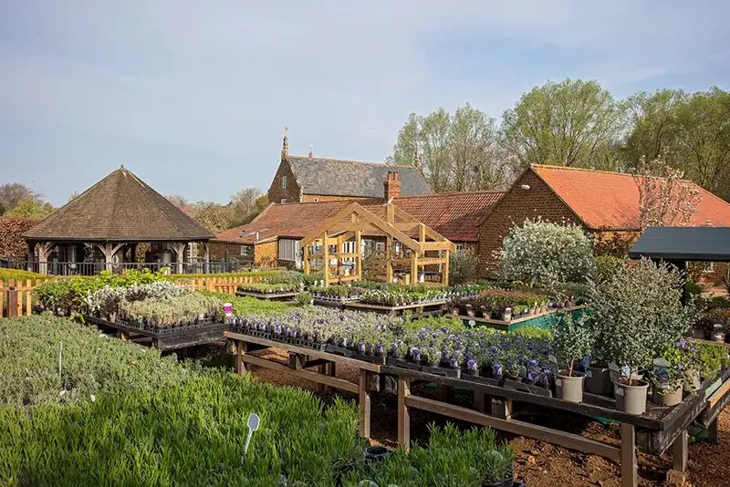 Norfolk Lavender (Farm Shop)