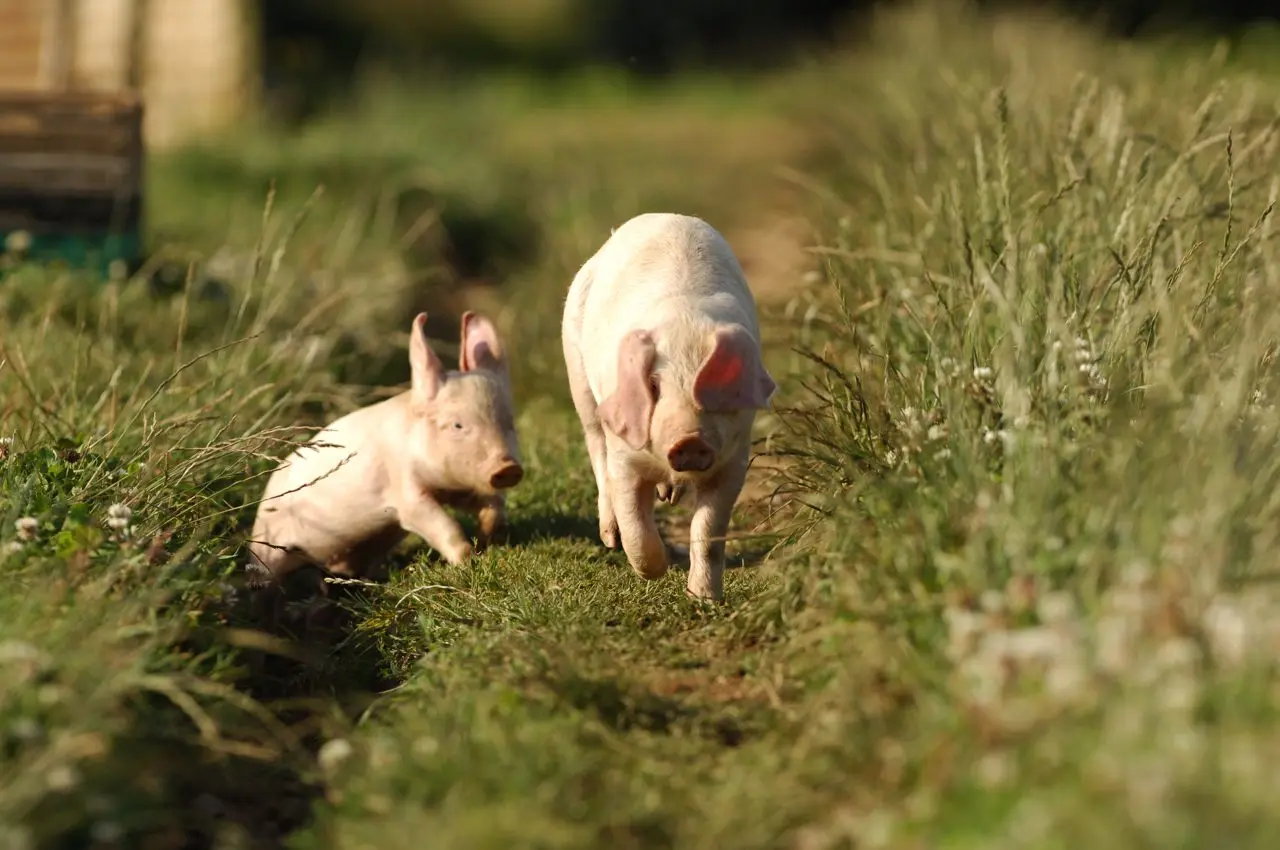 Trevaskis Farm