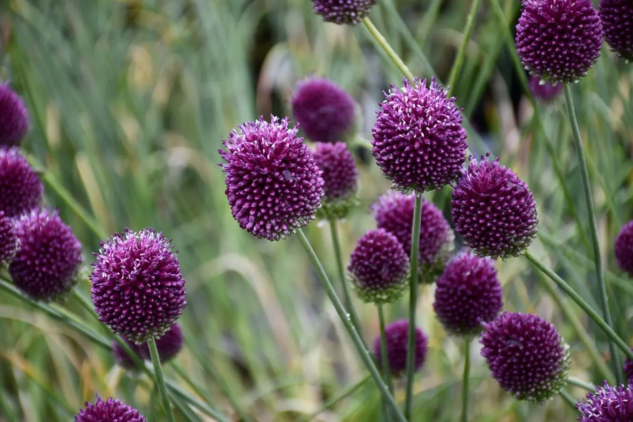 The Edible Garden Nursery