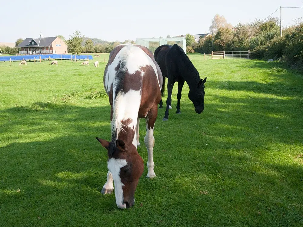 Costow Farm Produce