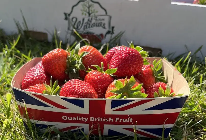 Willows Farm