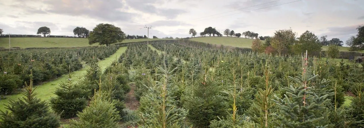 Dinmore Hill Christmas Trees & Festive Farm Weekends