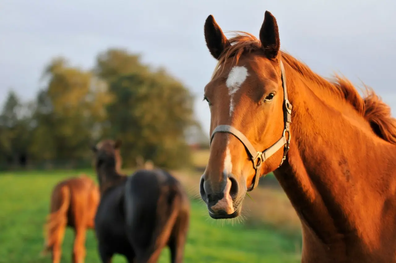 View Point Stables
