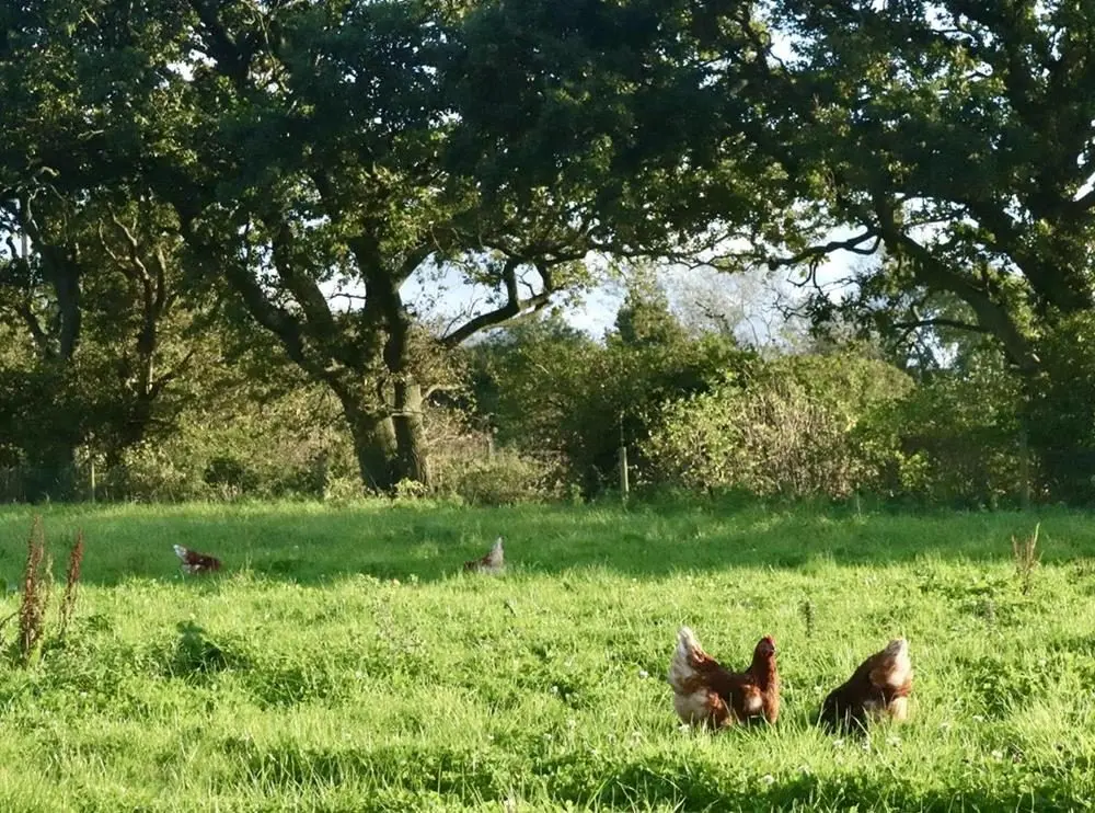 Rookery Farm