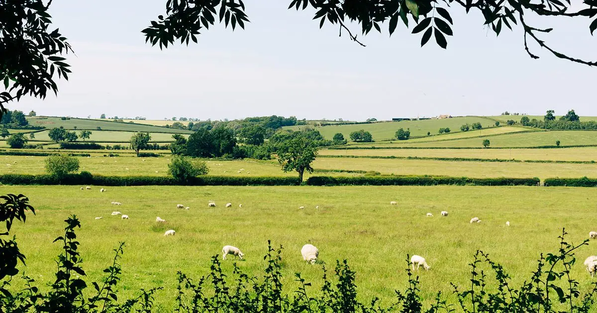 The Grassy Shire (Black Horse Farm Partners)
