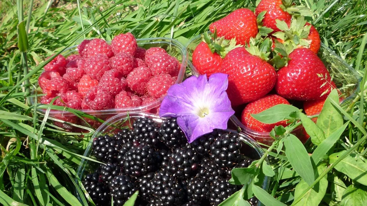 Sharrington Strawberries