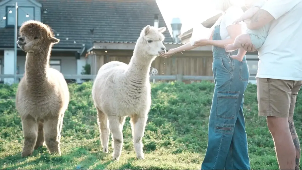 Macdonald's Farm