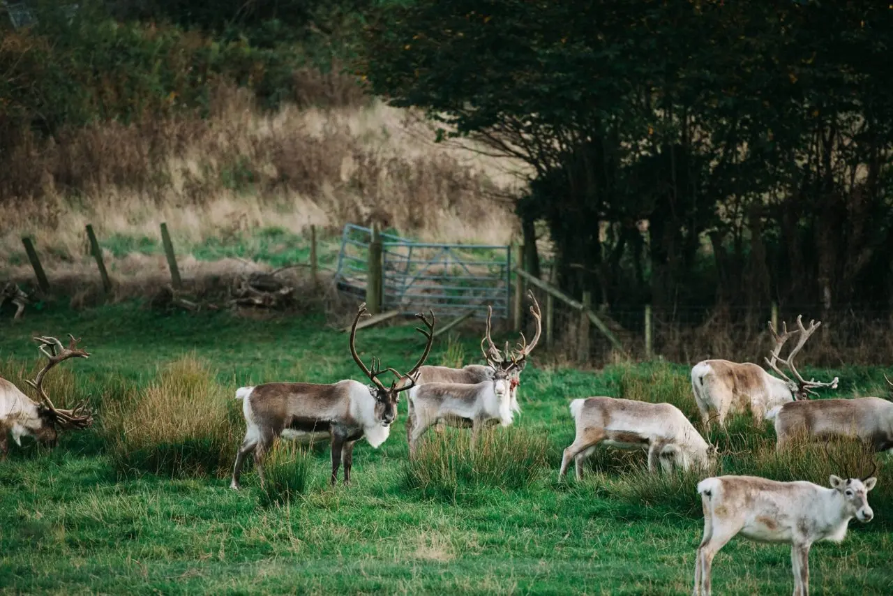 Gower Fresh Christmas Trees