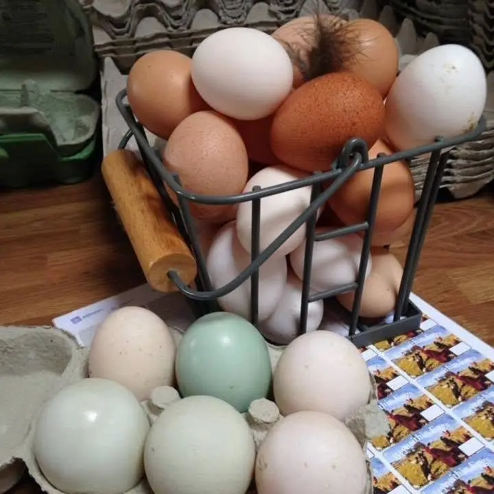 Bryneithin Egg & Poultry Sales