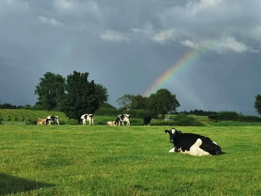 The Littlest Dairy (Pencoed Fach Farm)