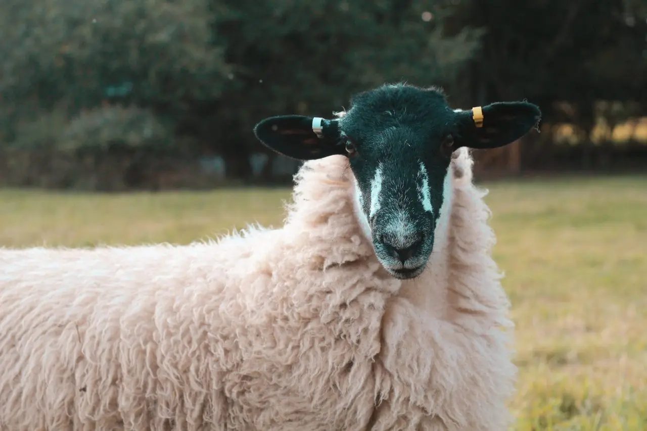 Stell House Farm