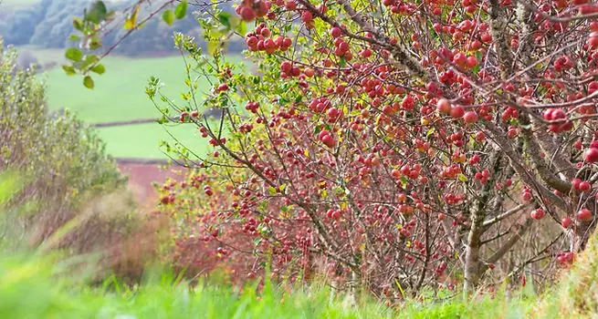 Ty Madoc Cider Farm (The Wobbly Owl)