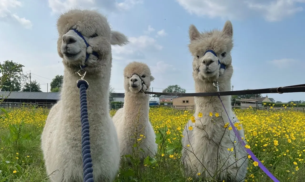Mulberry Alpacas