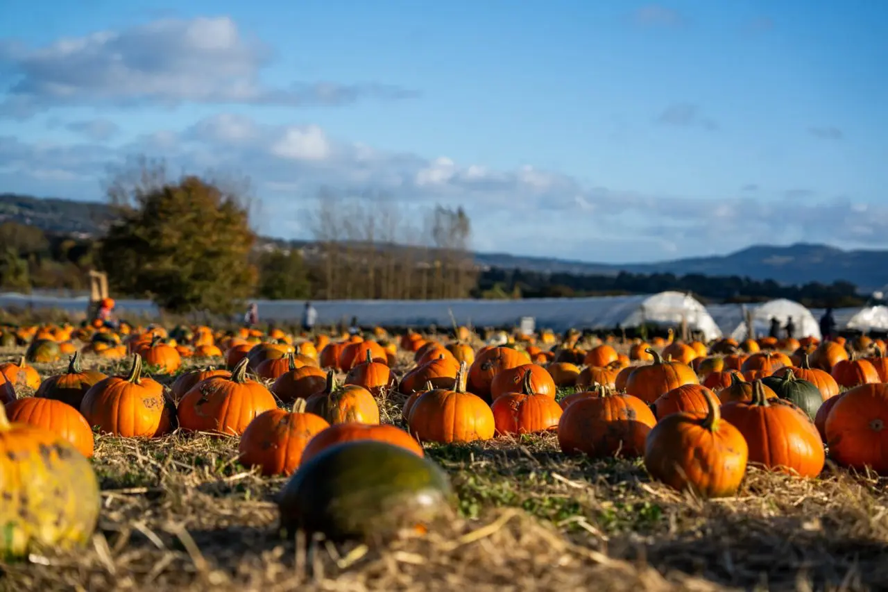 Craigies Farm
