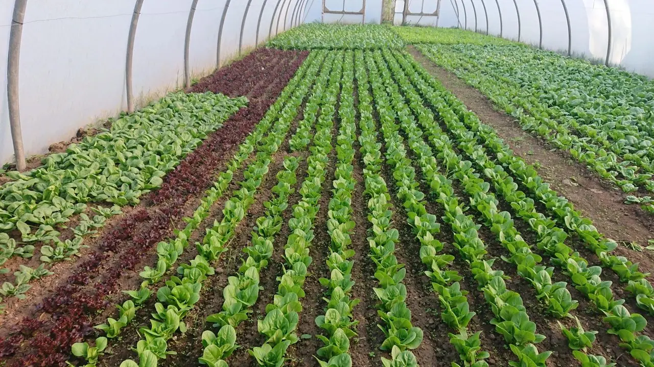 Pillars of Hercules Organic Farm Shop & Cafe