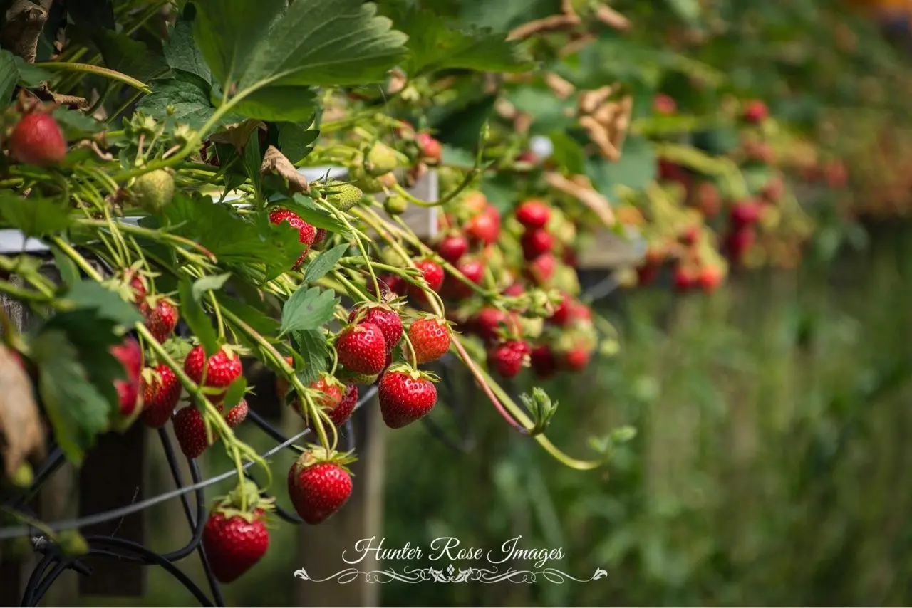 Caithness Summer Fruits