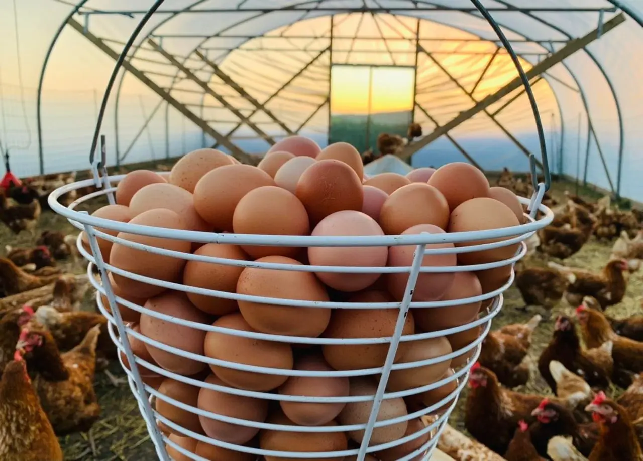 Hens On The Hill Ltd