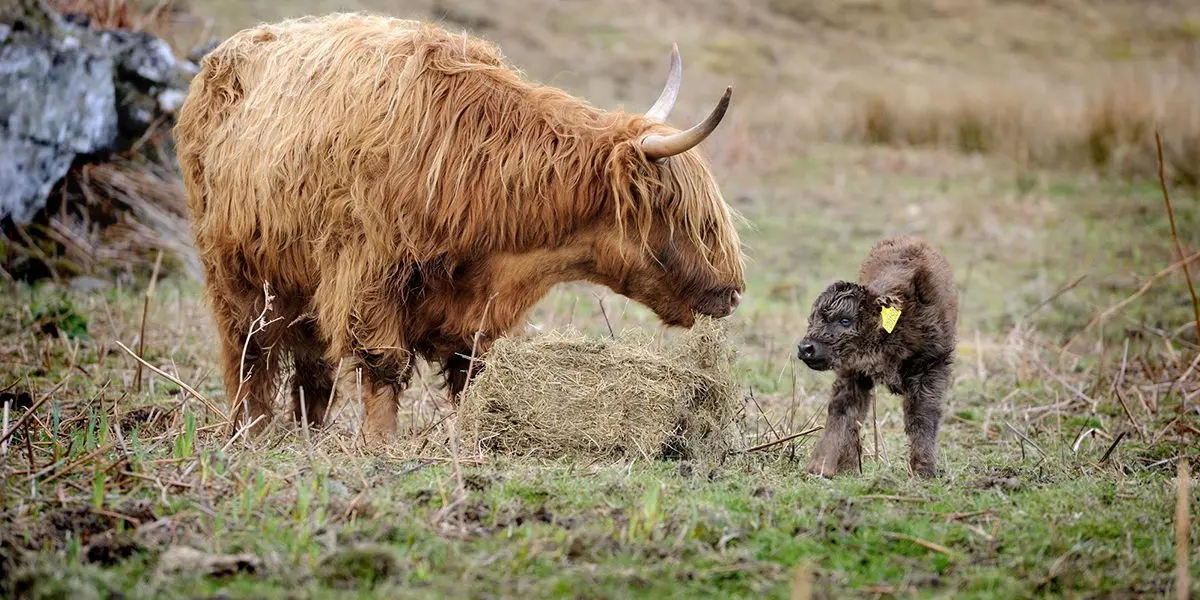 Ardalanish Farm & Isle of Mull Weavers