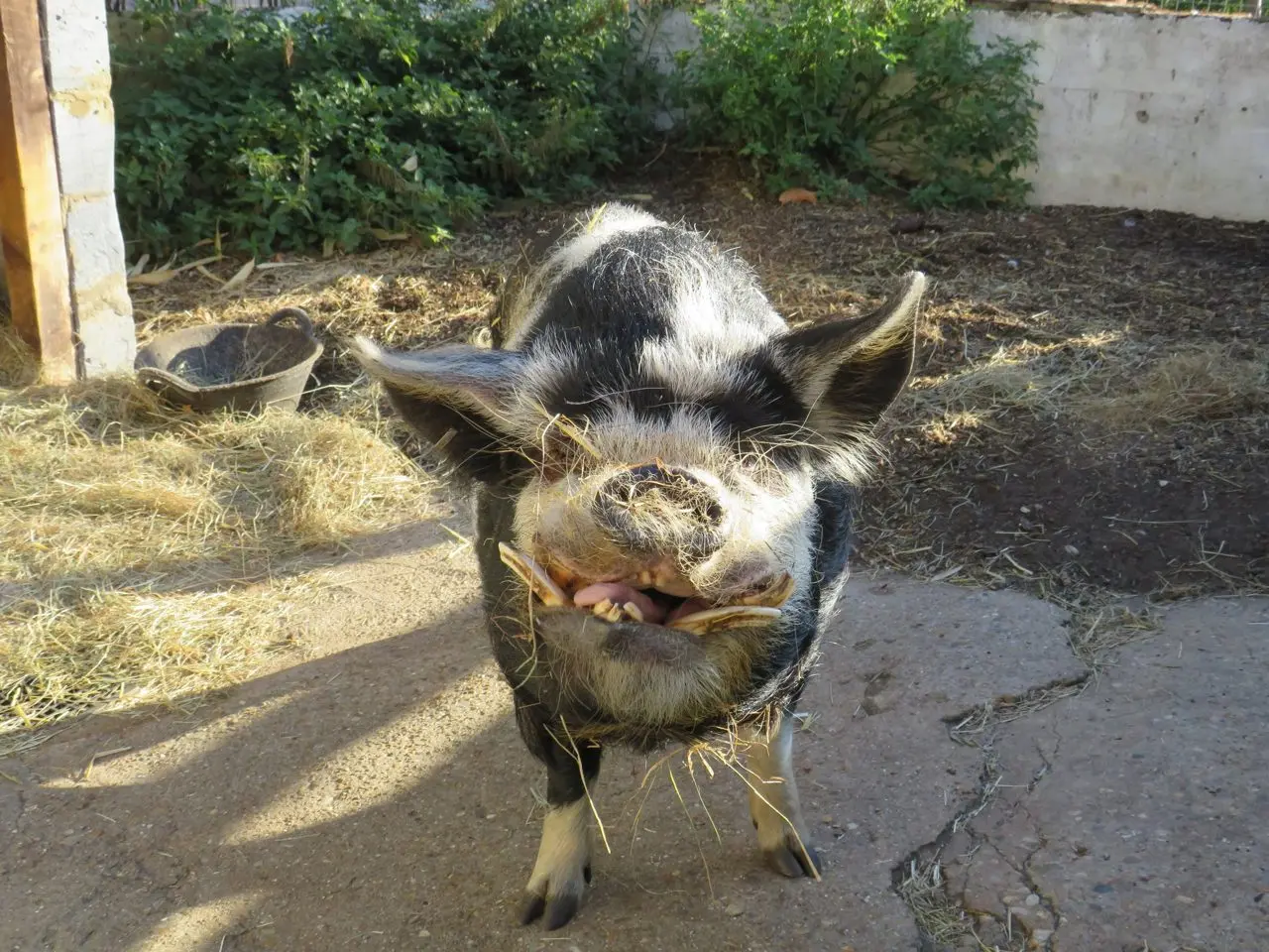 Spitalfields City Farm
