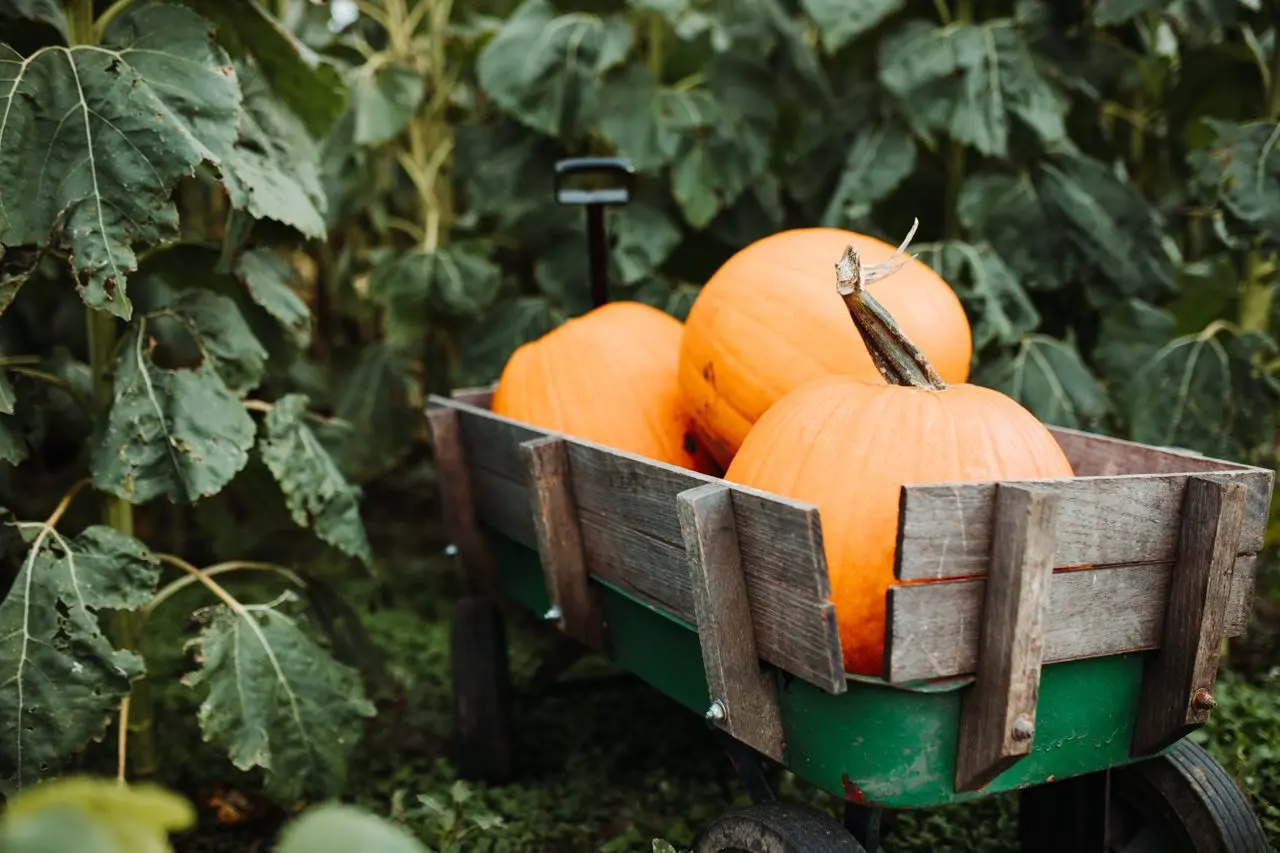 Pumpkin Pete's