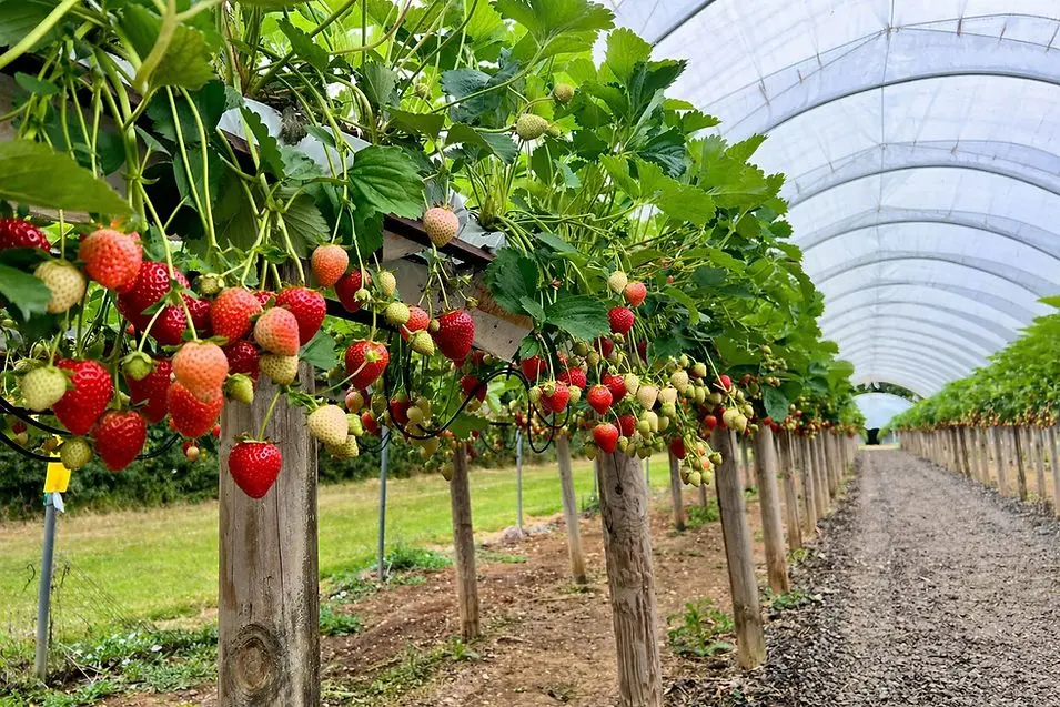 Graveley Fruit Farm