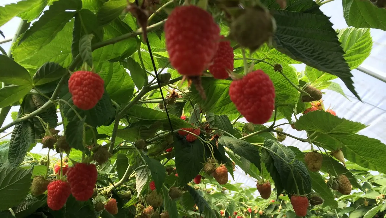 Fiveways Fruit Farm