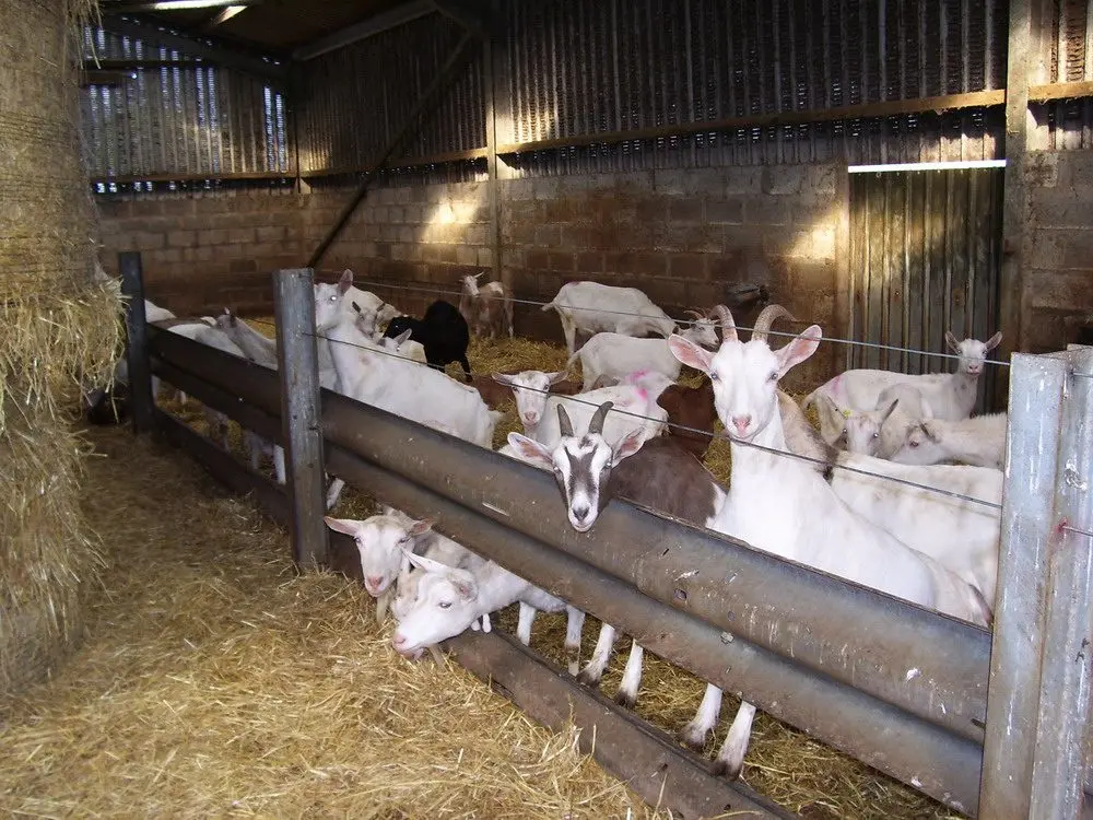 Dunlop Dairy