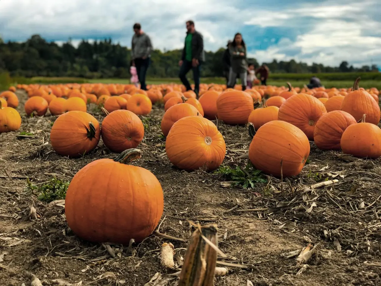 Beech House Farm Pumpkins
