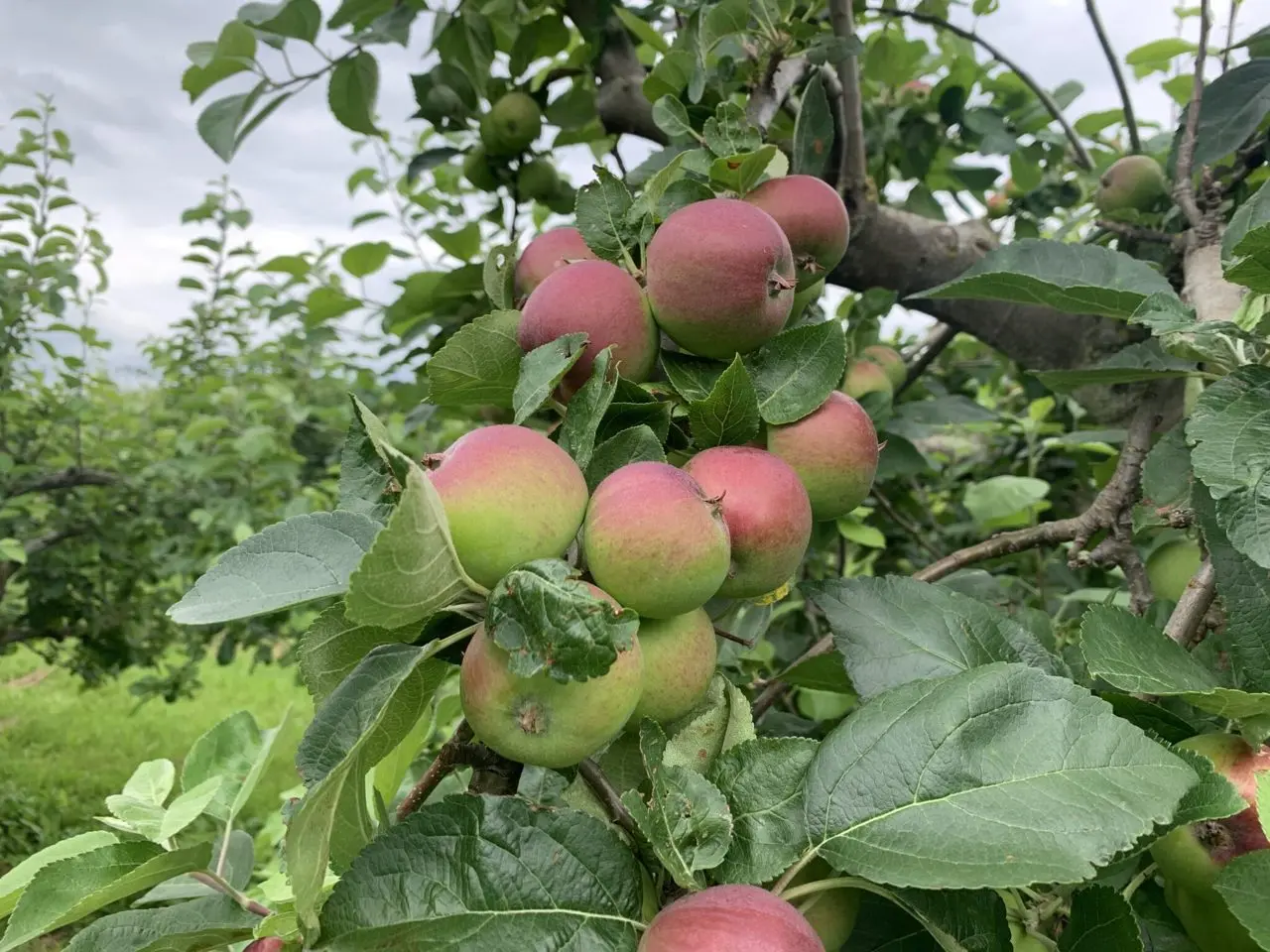 The Bushel Box Farm Shop