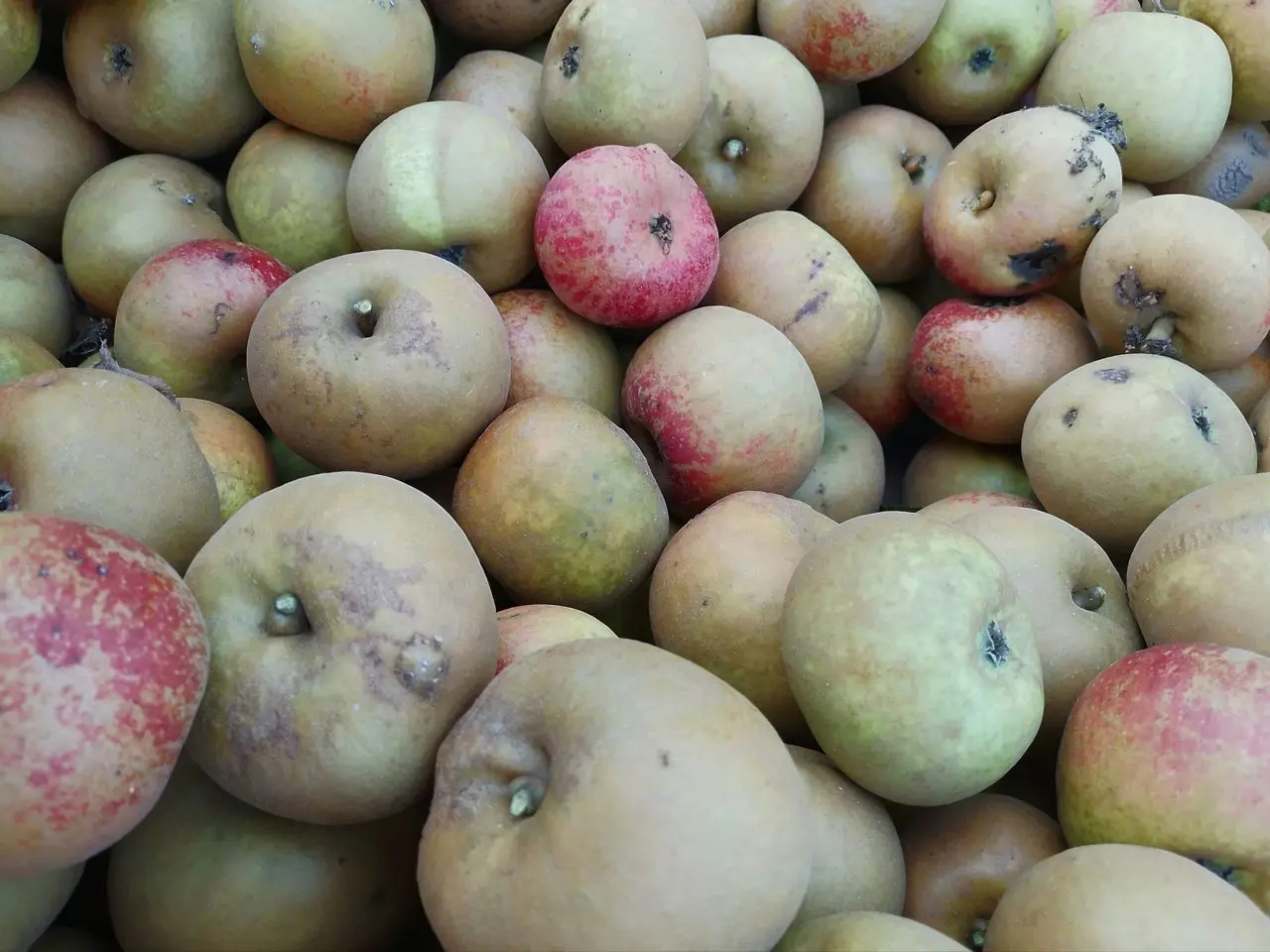 Crapes Fruit Farm