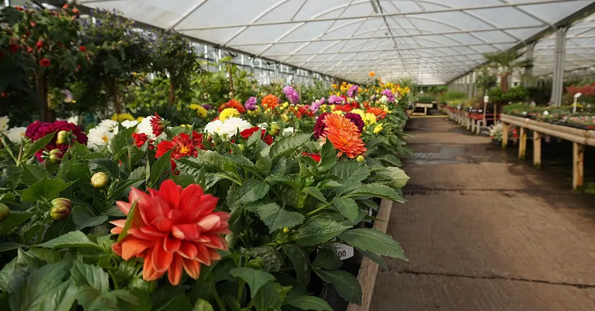 Meadow Grange Nursery