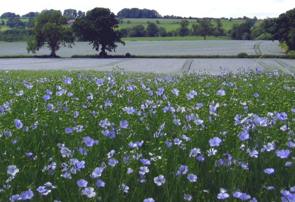 Flax Farm