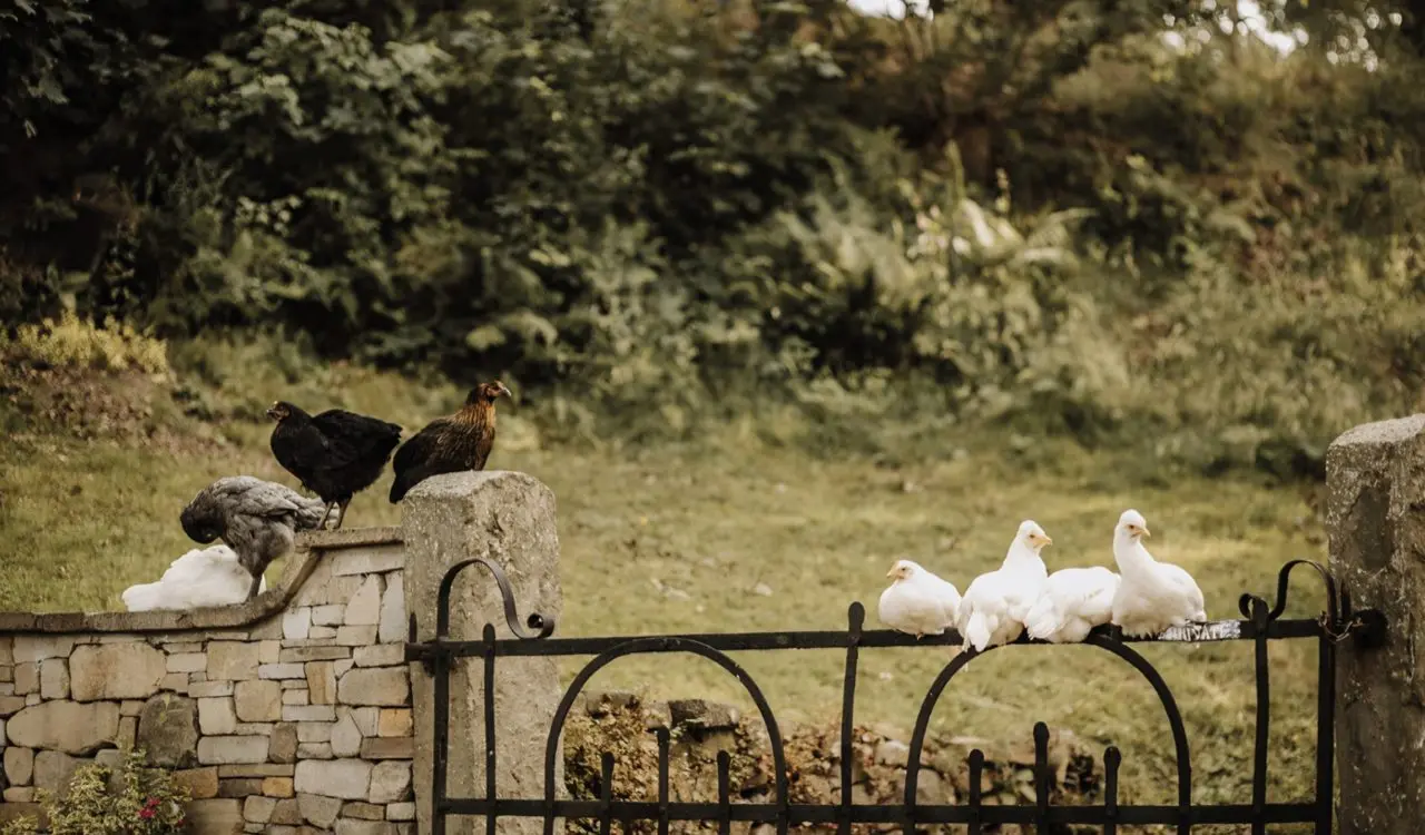 Park Gate Farm