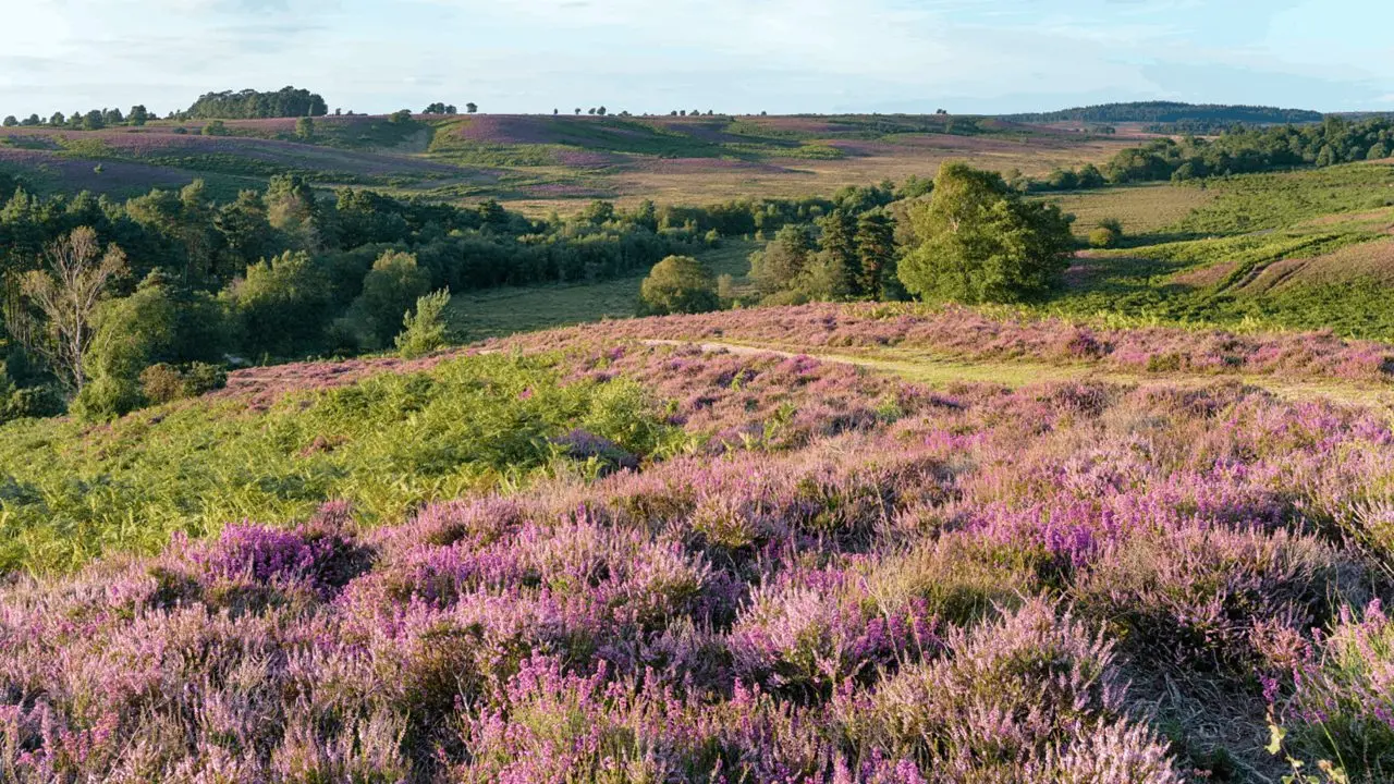 The Commoners Larder