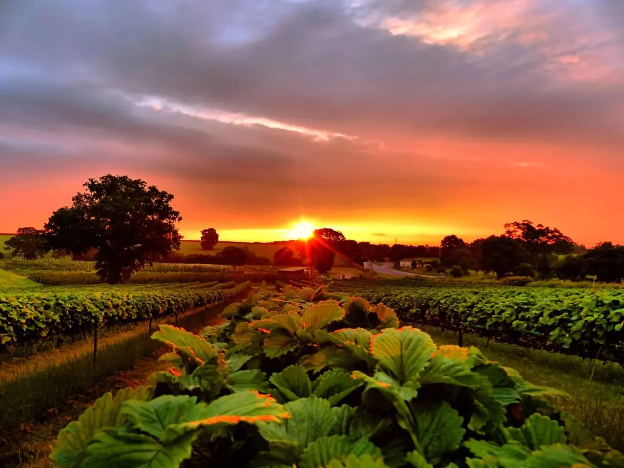 Thurloxton Farm
